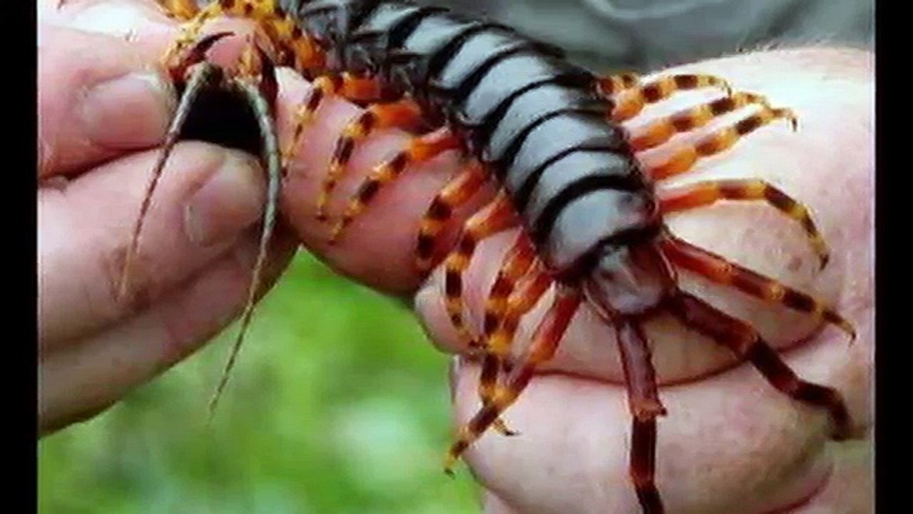 【閲覧注意】巨大ムカデの恐怖！噛まれた人たちの悲惨な姿・・・応急処置の方法は？