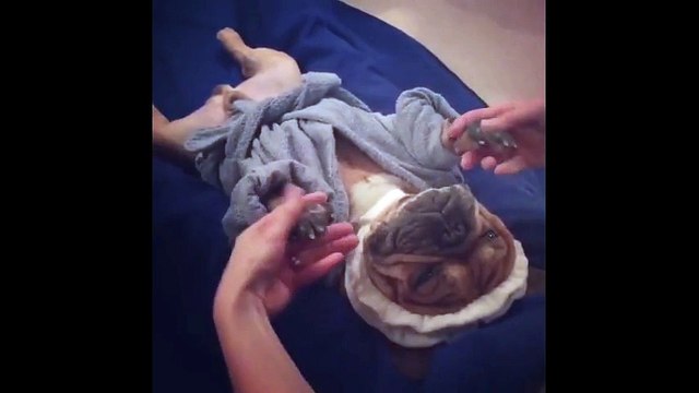 Les chiens aussi ont le droit à un moment de détente !!