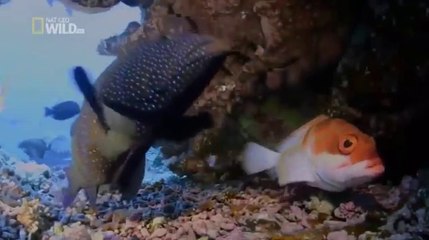 National Geographic Wild Documentary | Animal planet | Discovery | BBC Documentary
