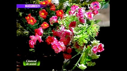 Floarea Calota - Picaturi de untdelemn