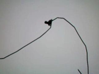 backflip line flyer
