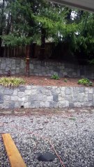 Cougars Fall From Tree in BC Backyard