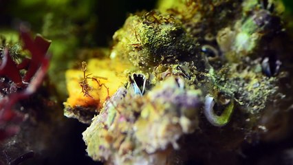 Au coeur d'une mare de l'estran charentais