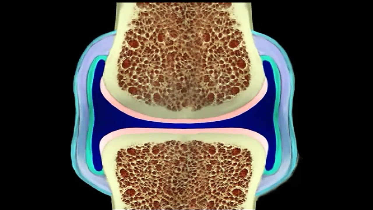 Articular cavity - MEDICAL DEFINITIONS