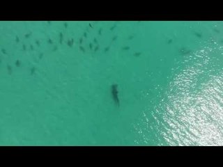 Hammerhead Shark Hunts a School of Blacktip Sharks in Florida