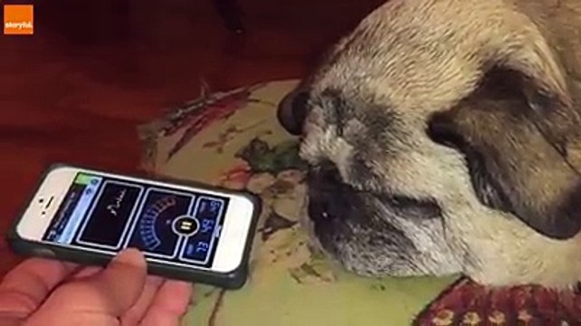 হাসতে হাসতে পেট ব্যাথা । কখনো এমন চিত্র দেখেননি আপনারা, না দেখলে মিস করবেন । পর্ব (88)