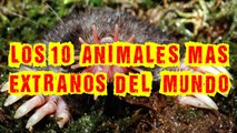 los 10 animales mas extraños del mundo