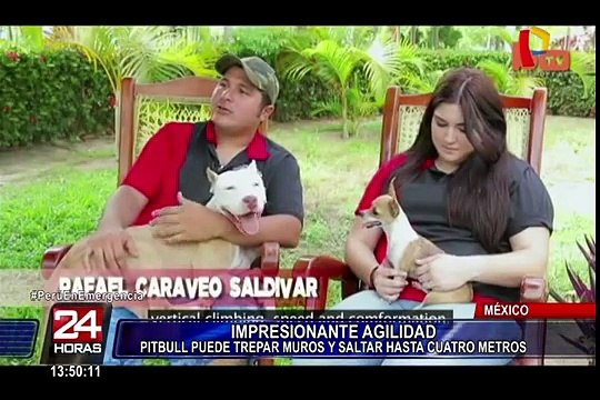 México: perro pitbull sorprende trepando árboles y muros