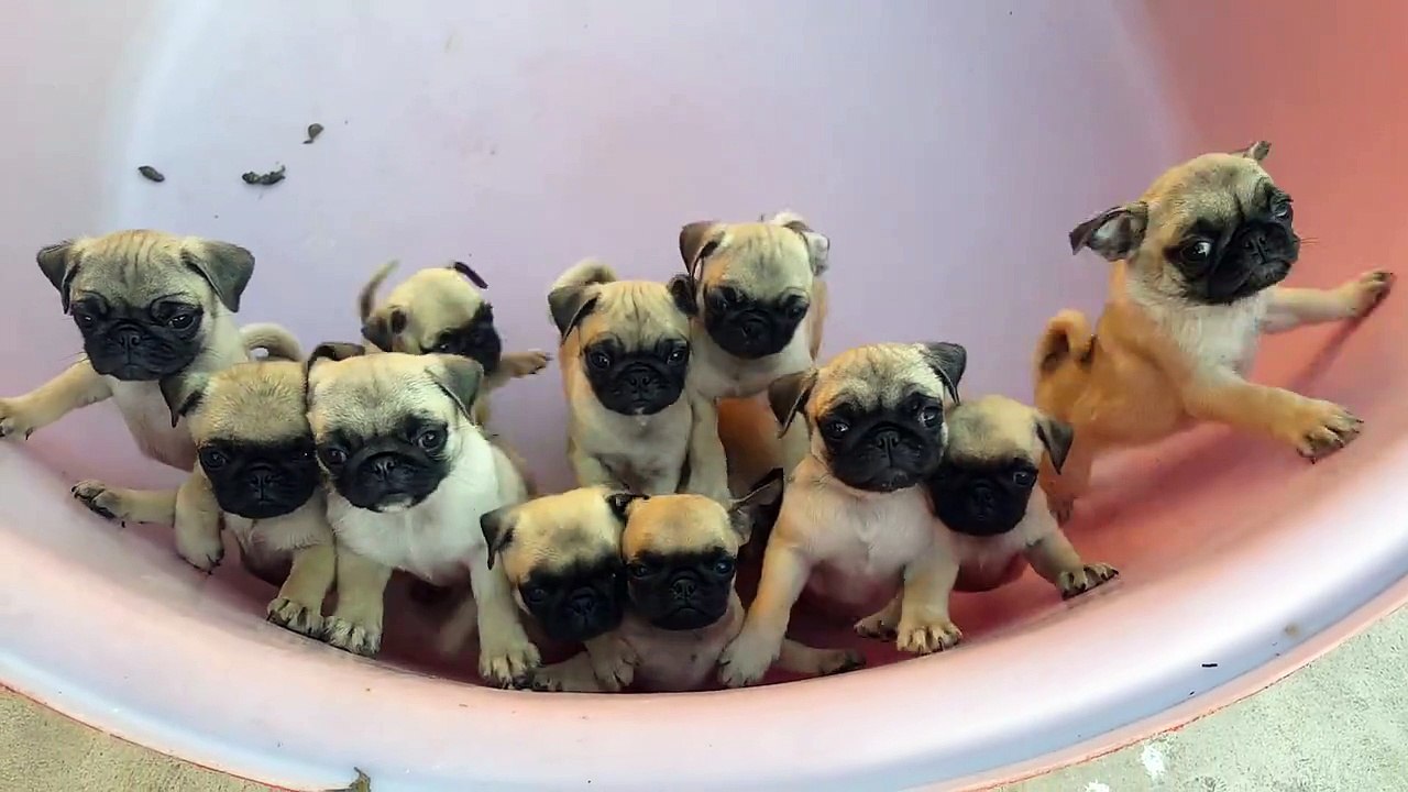 Bucket O' Pugs