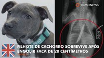 Filhote de cachorro sobrevive após engolir faca de 20 centímetros.