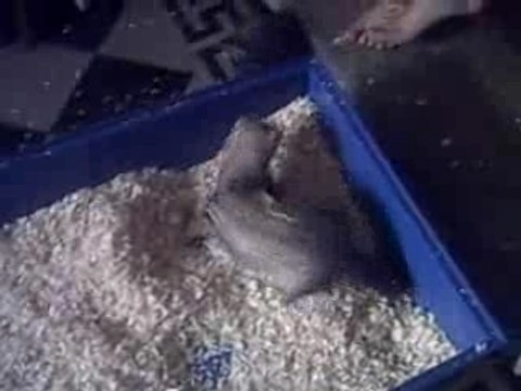 Chubako péte les plombs