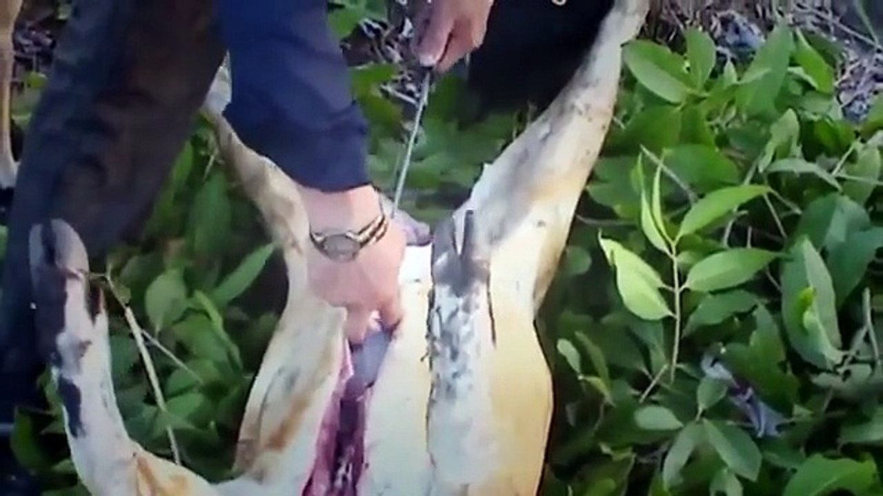 おもしろ動画集 - バイン - 素晴らしいハンター犬対イノシシ_  野生のイノシシを狩る方法 - フィレイノシシ＃1