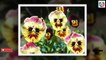 Amazing Flowers Looks Strange - Most Amazing Flowers In The World-I8f4YYnX5vY