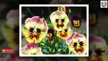 Amazing Flowers Looks Strange - Most Amazin