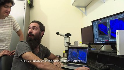 Pesquisadores descobrem fluorescência em rã