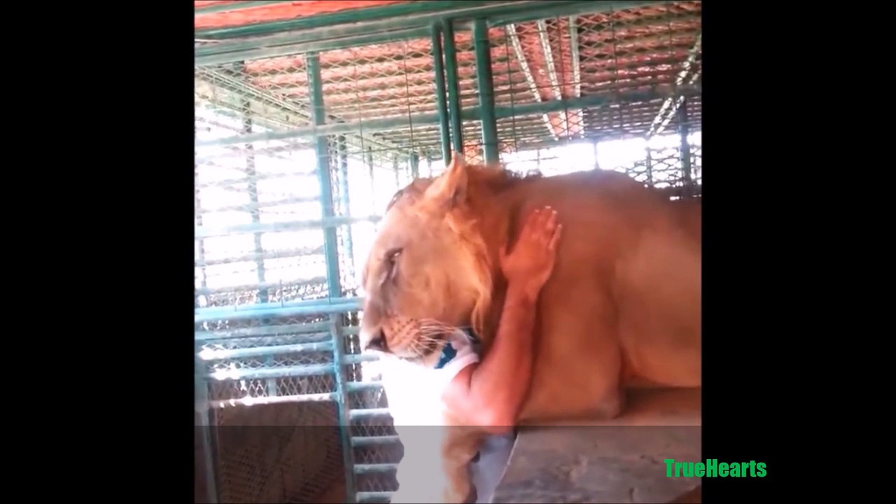 Dubai Prince playing with his pet lions. Friends vitaly get chased and ass bitten by his lion