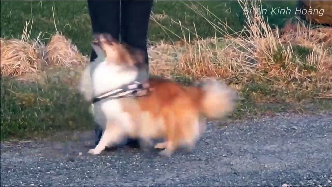 Top 10 most intelligent breeds in the world surprised you