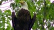 Decorah Eagles-Stunning Sub Adult Bald Eagle Perching Near N1 2/8/17