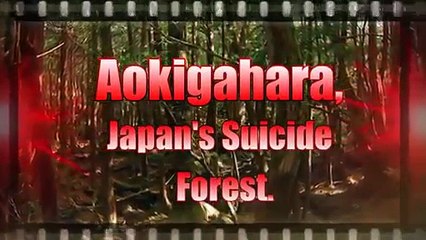 Haunted Forest Japan - Video