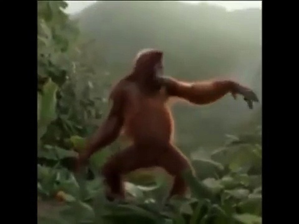 Monkey Dance
