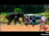 un éléphant qui perd son sang froid !!!
