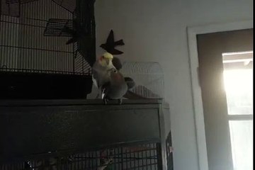 Mr. Whistley Serenades His Bird Mate After Sweet Sweet Loving