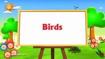 Learn English Birds Names - 3D Animation Preschool Nursery rhymes for children Blue Whale