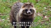 海外の反応「何だこの生き物は！」 日本固有種 タヌキなる動物の存在に外国人が衝撃 オモロテレビ