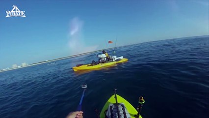 Un requin coupé en 2 par un autre requin