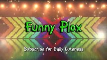 Funny Bread Cat Videos Compilati 4425