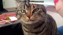 Funny Bread Cat Videos Compilati trjrsyjry6j6