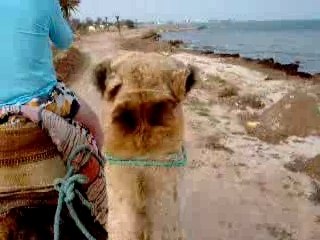 Promenade dromadaire