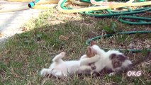 1 HOUR of Funny Cat & Cute Kittens Fail Videos - Funny Kitty Cat Video April new