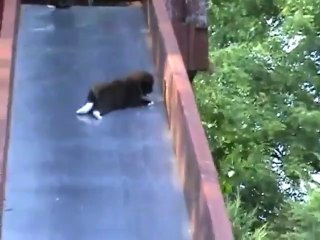 Funny cat on a slide