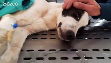 Bu köpeği hasta diye çöpe attılar