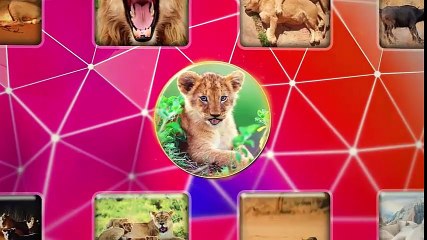 Развивающий мультфильм про льва