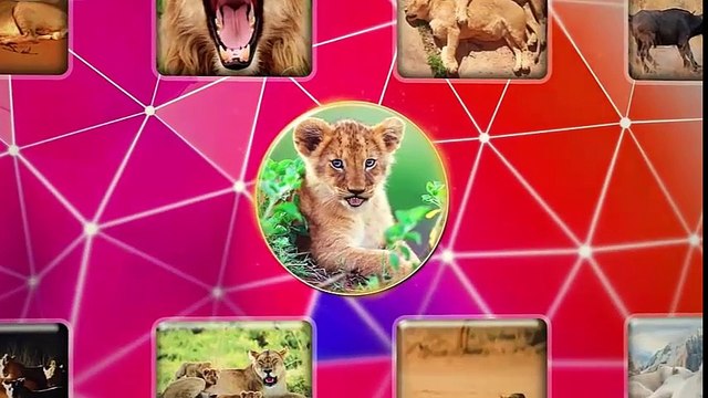 Развивающий мультфильм про льва