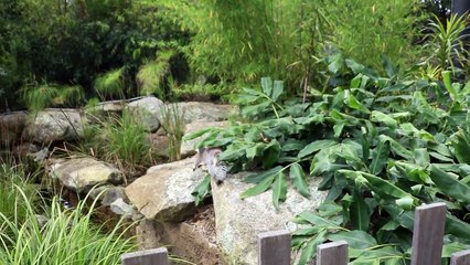 Melbourne ZOO Vlog - Epiiiic Adventure