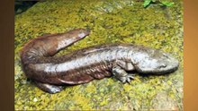 Prehistoric Animals Survived To Now