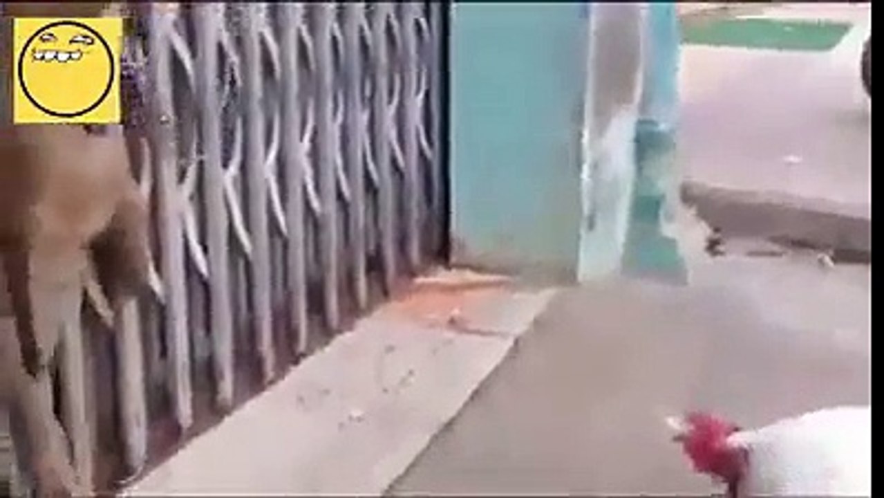 monkey and chicken fight