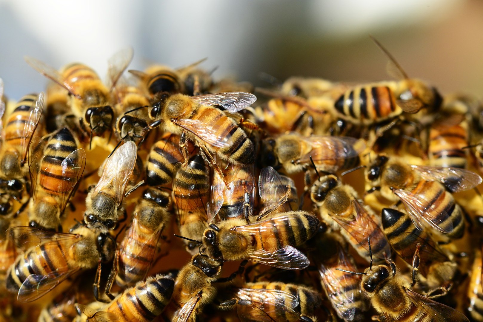 Honey Bee | National Geographic Wild Documentary | BBC Documentary