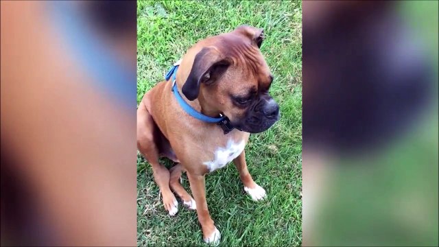 Quand ton chien mange la chance de ta vie... Trèfle à 4 feuilles