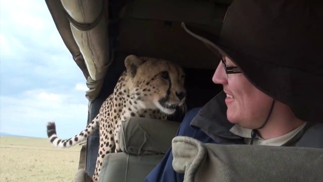 Un guépard pas très sauvage s'incruste dans la voiture de touristes dans un safari au Kenya