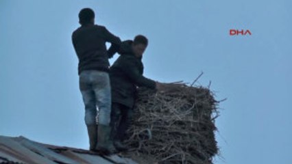 Muş - Kar Altındaki Leylek Yuvalarını Yapıyorlar