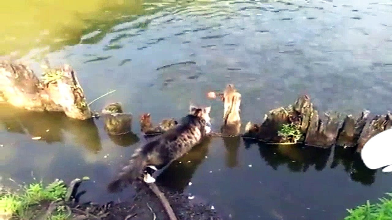 Funny cat catch fish