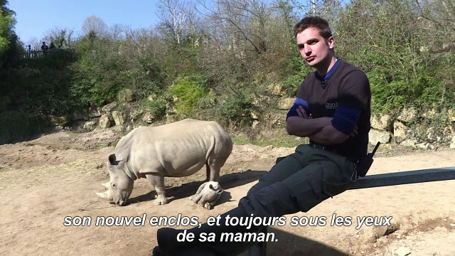 Naissance d'un petit rhinocéros blanc au zoo d'Amnéville