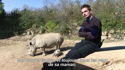Naissance d'un petit rhinocéros blanc au zoo d'Amnéville