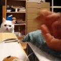 9GAG - Hooman's Toy Sewing Skill Really Worries The Cat