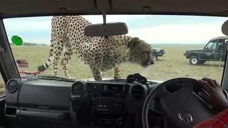 Des touristes hallucinent quand un guépard monte dans leur voiture (Kenya)