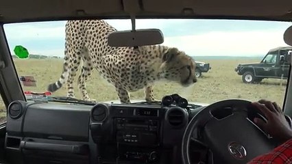 Des touristes hallucinent quand un guépard monte dans leur voiture (Kenya)